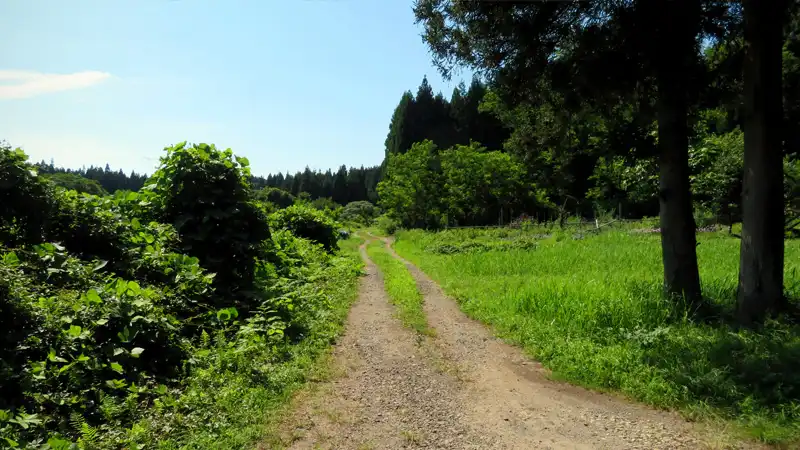 暑熱順化しよう！グラベルロードで盛夏の木陰ルートを巡るイメージ08