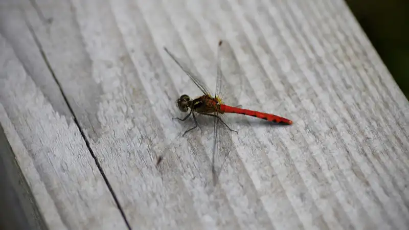 暑熱順化しよう！グラベルロードで盛夏の木陰ルートを巡るイメージ12