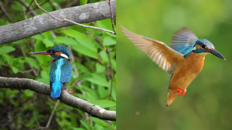 青空と万緑の季節、グラベルロードで真夏の探鳥ライドイメージ03