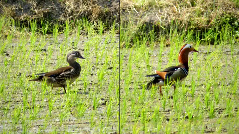 青空と万緑の季節、グラベルロードで真夏の探鳥ライドイメージ09