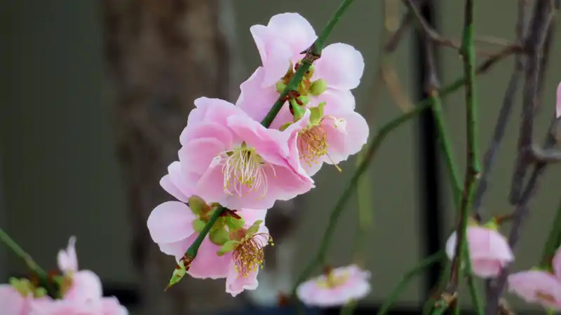 耐パンク版『グラベルキングプラス』の雑感と春霞の海辺ライドイメージ11