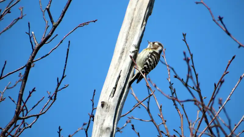 耐パンク版『グラベルキングプラス』の雑感と春霞の海辺ライドイメージ12